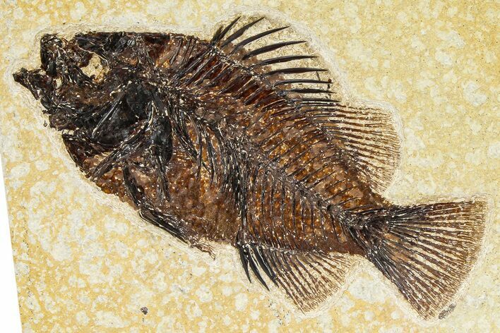 Detailed Fossil Fish (Cockerellites) - Wyoming #370868